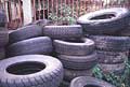 Water-filled tyres are used as breeding sites for Aedes aegypti, the mosquito vector of dengue. Increased international trade in tyres has resulted in the introduction of dengue vectors into several countries in Europe, the Americas, Africa and Asia.